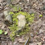 Buffalo Point Campground, Loop B