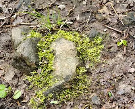 Buffalo Point Campground, Loop B
