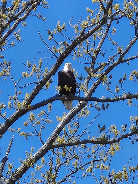 Highway 125 Park - Bull Shoals Lake 9