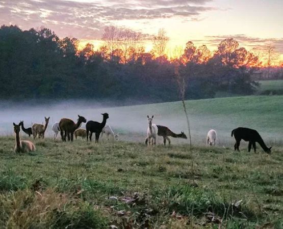 Tapestry Acres