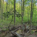 Little Cove Campground