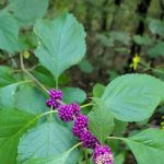 Lost Corral Horse Camp