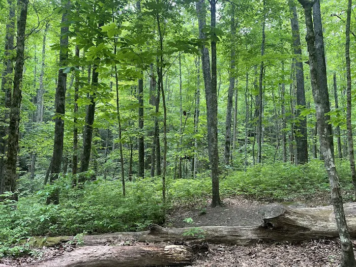 Backcountry Campsite #95 5