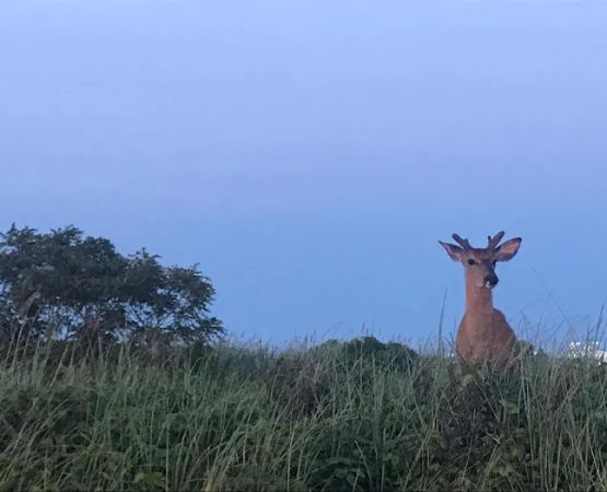 Fire Island