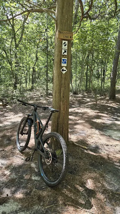 Cathedral pines 3