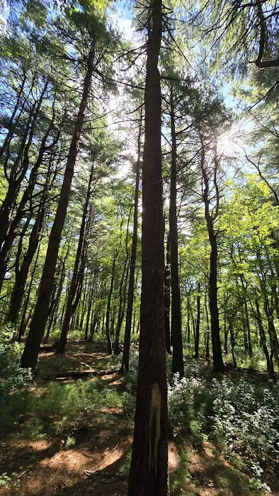 Cathedral pines 8