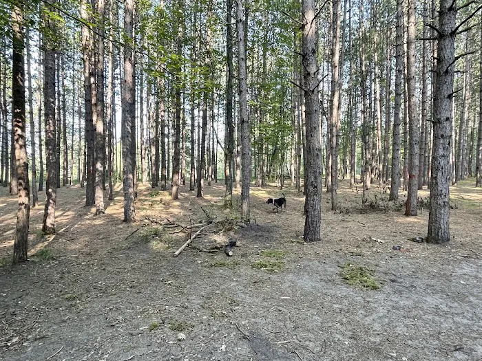 Upper Manistee River State Forest Campground 0