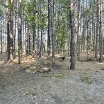 Upper Manistee River State Forest Campground