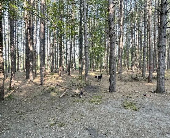 Upper Manistee River State Forest Campground