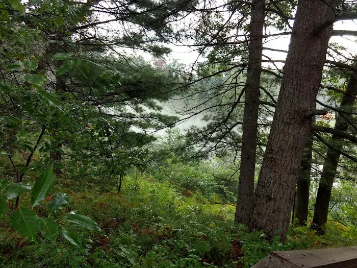 Manistee River Bridge State Forest Campground 7