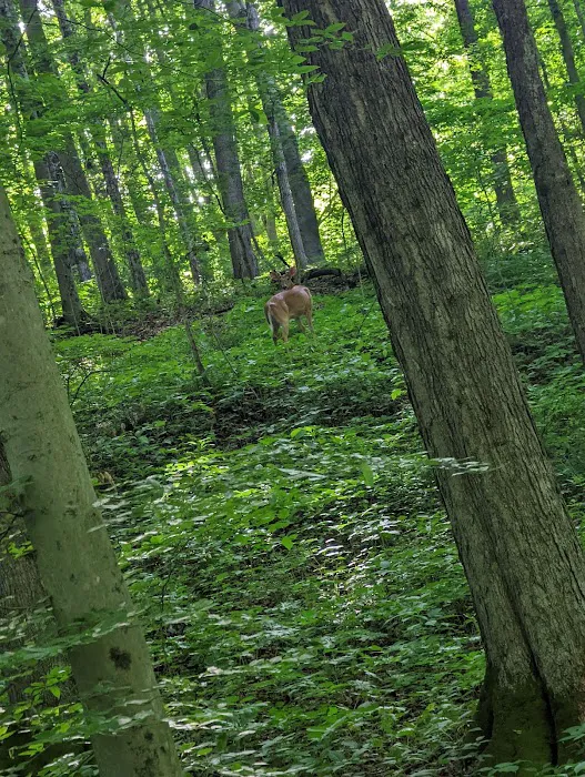 Deer Creek Campground 1
