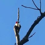 Ouabache State Park Campground