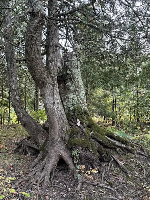 Merwin Creek Campground 6