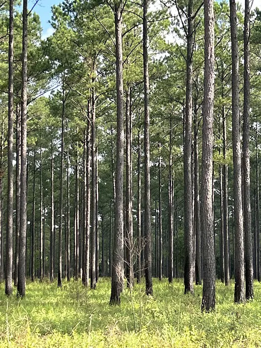 Cedar Grove Campground 5