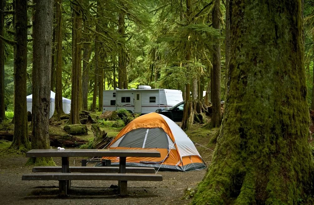 Discover Top Camping Locations with Guided Nature and Wildlife Tours for an Enriching Outdoor Adventure