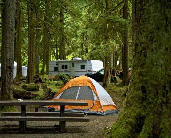 Discover Top Camping Locations with Guided Nature and Wildlife Tours for an Enriching Outdoor Adventure