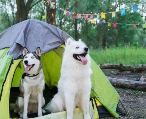 Experience Peaceful Camping on Quiet Farms with Pet-Friendly Facilities for Your Next Getaway