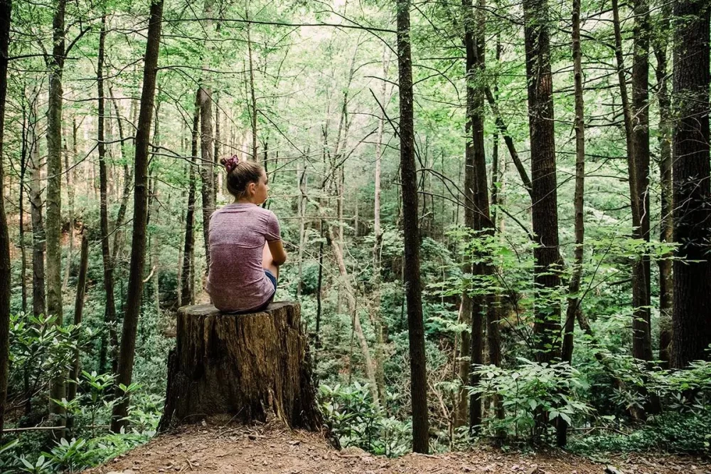 Forest Bathing and Camping in the USA: A Complete Guide to Reconnect with Nature