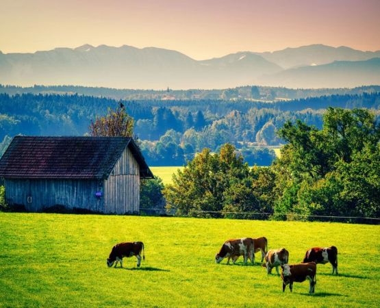 Enjoy Authentic Farm Stays Offering Camping with Fresh Local Meals