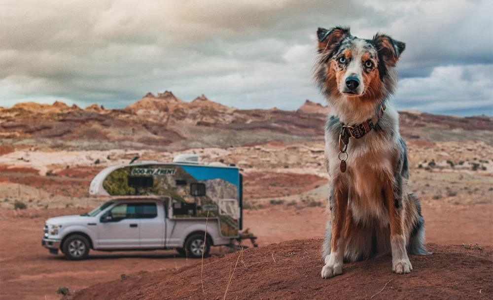 Discover the Most Pet Friendly RV Parks in the USA for an Unforgettable Adventure