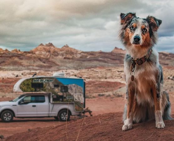 Discover the Most Pet Friendly RV Parks in the USA for an Unforgettable Adventure