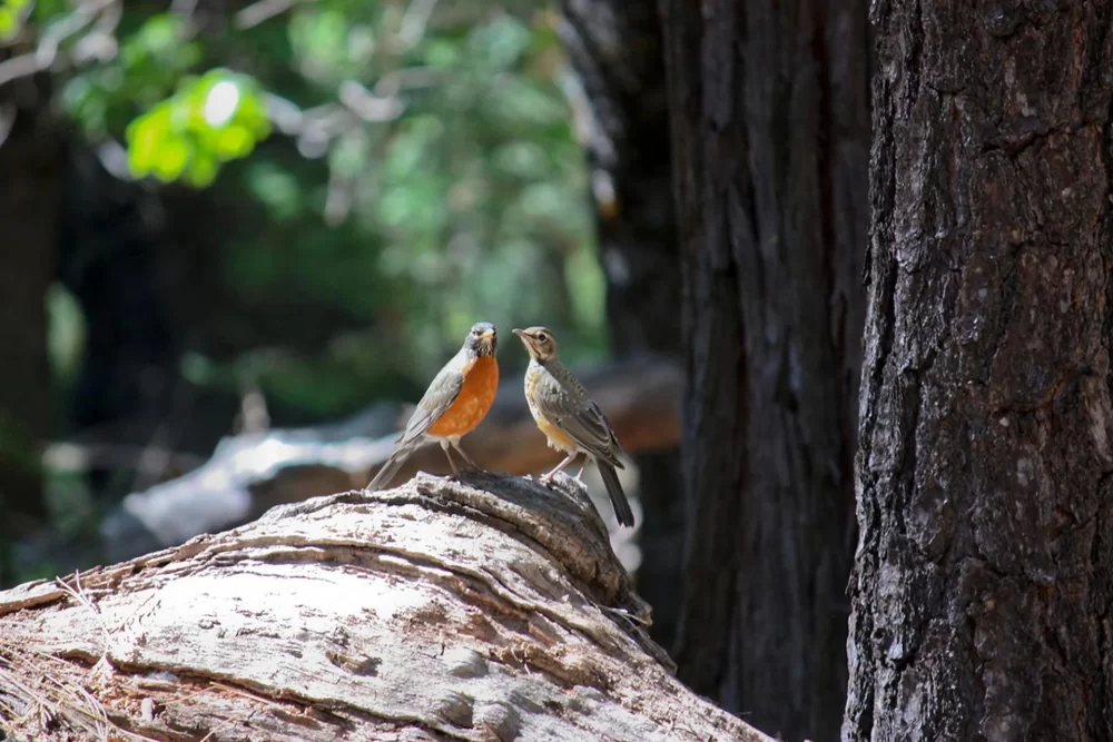 Best Nature Walks and Birdwatching Near Popular Campgrounds