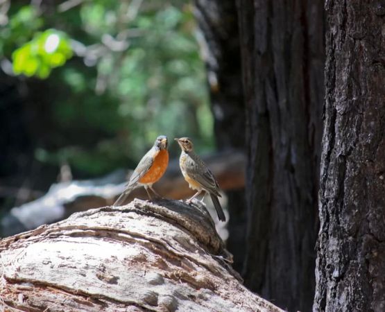 Best Nature Walks and Birdwatching Near Popular Campgrounds