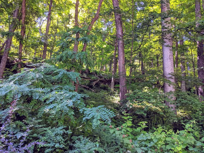 Camp Misty Mount 4