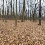 Poplar Grove Youth Group Tent Campground