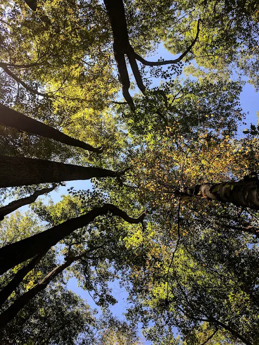 Owens Creek Campground 8