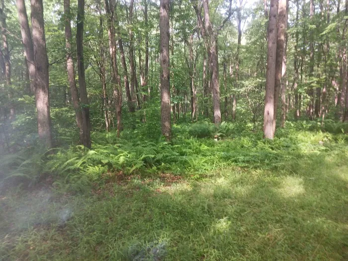 Forbes State Forest Motorized Site 2 5