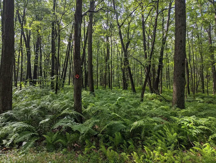 Forbes State Forest Motorized Site 2 8