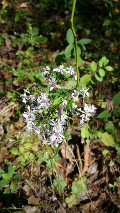 BLUE MEADOW 2