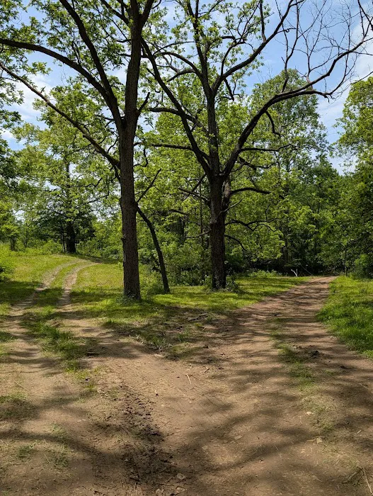 Firefly Forest 3