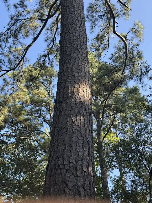 Ironwood Camping Area 3