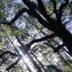 Magnolia Primitive Campsite