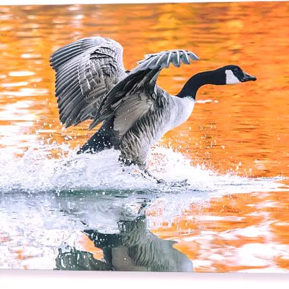 Goose Landing LLC 9