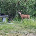 Beaverdam Campground and Picnic Area