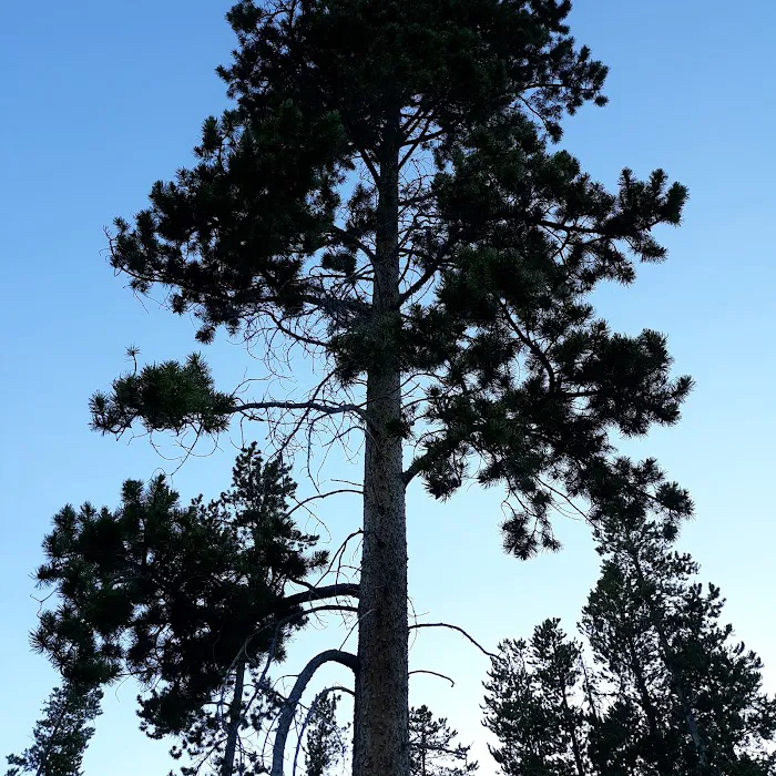Lowland Campground 4