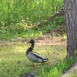 Park Lake Resort & Campgrounds