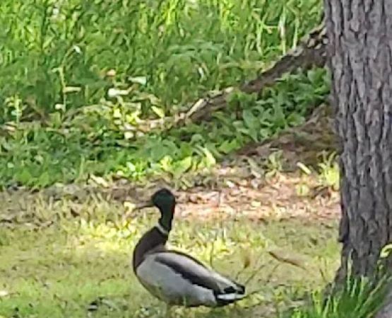 Park Lake Resort & Campgrounds