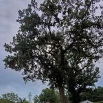 Ferguson's Willow Creek