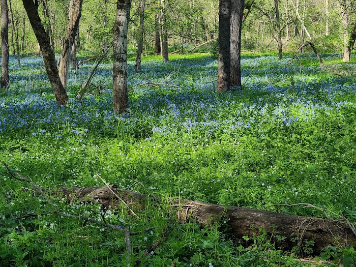 Carley State Park Campground 8