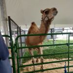 Steele County Fairgrounds Campground