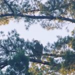 Pokegama Creek Campground