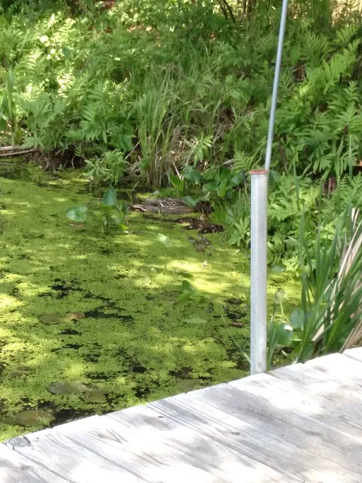 Pokegama Creek Campground 5