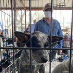 Curry's Trade Grounds