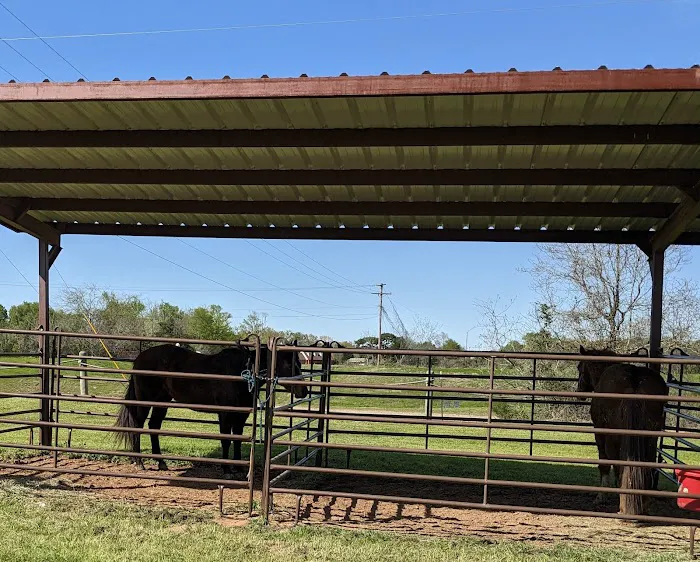 Mineola Appaloosa 0