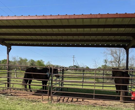 Mineola Appaloosa