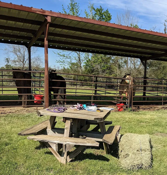 Mineola Appaloosa 1